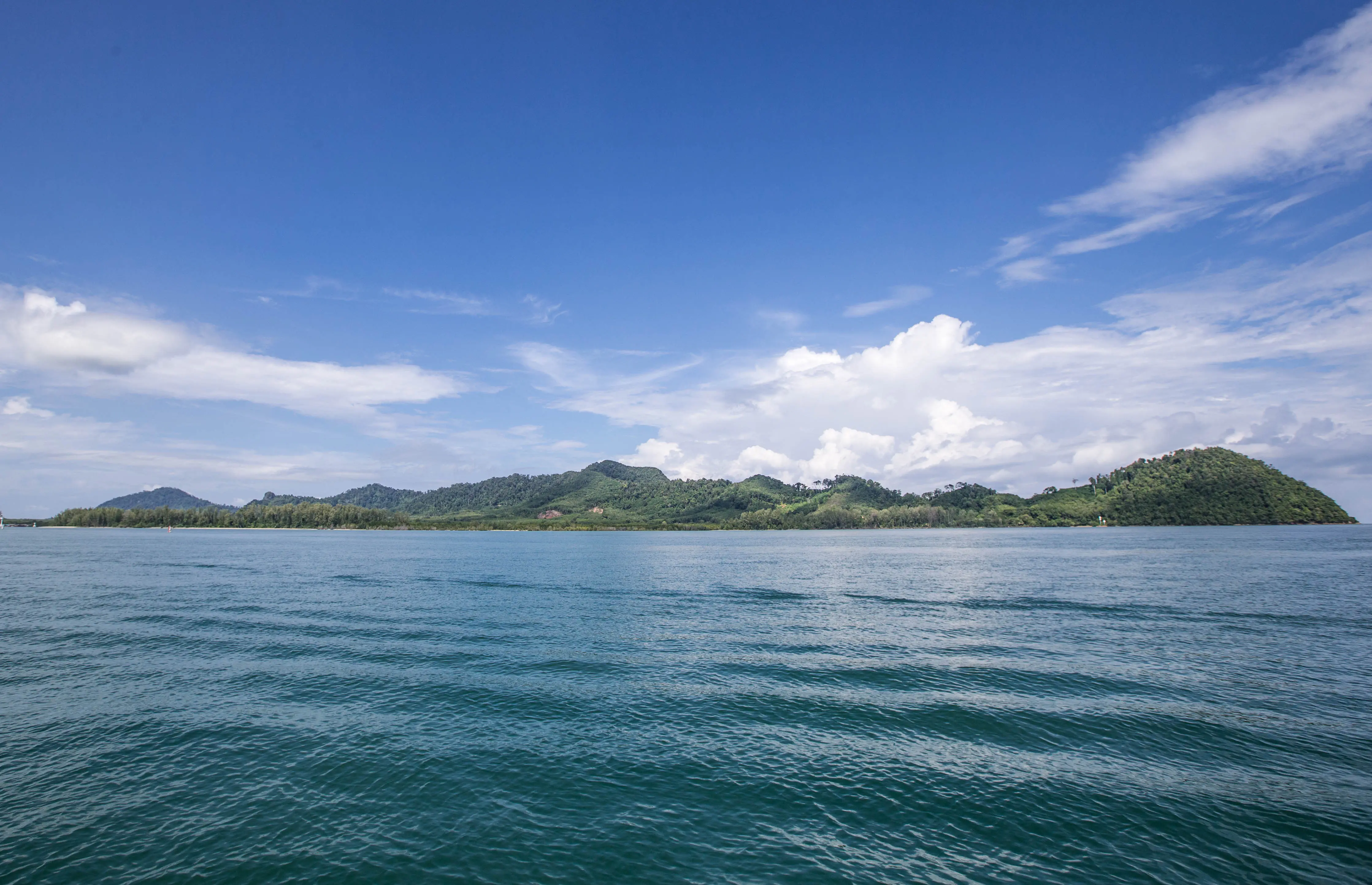 Dugong in natural habitat